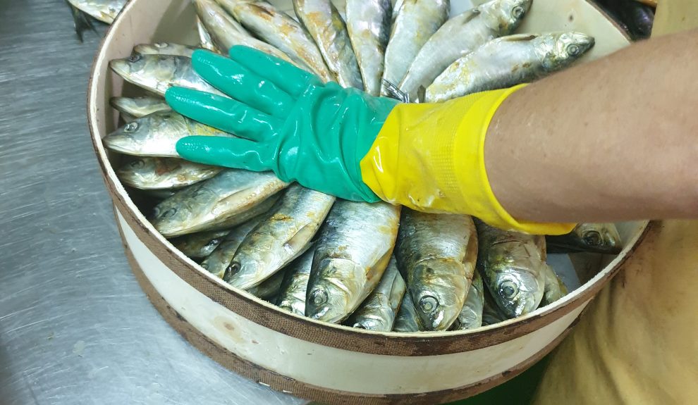 Preparando pescado en salazón | Foto: SALAZONES MORO Y MARTÍN