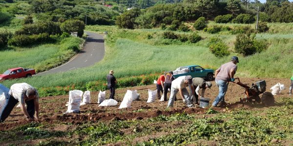 Recogida de papas en Garafía | Foto: Gobierno de Canarias