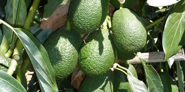 Aguacates de Canarias | Foto: Consejería de Agricultura