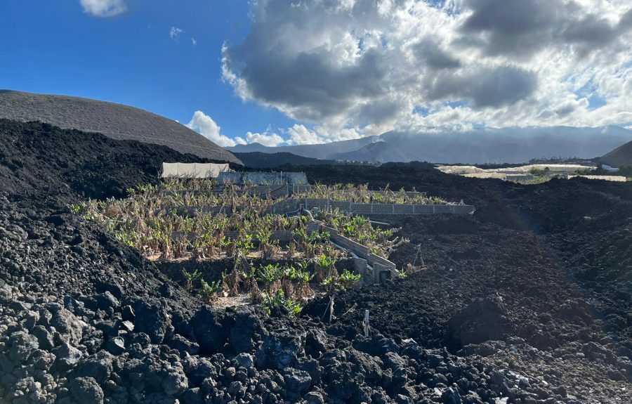 Plataneras de La Palma | Foto: Asprocan