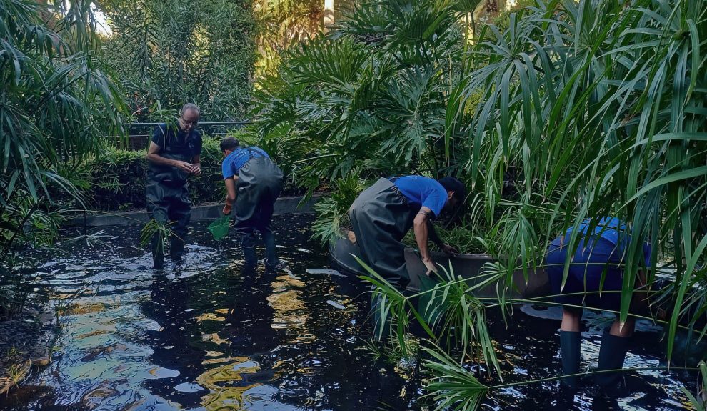 Recogida de ejemplares de cangrejo de río en el Parque García Sanabria | Foto: Fundación Neotrópico