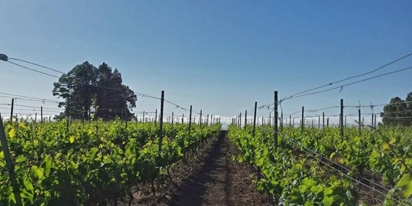 Viñedos de Piedra Jurada