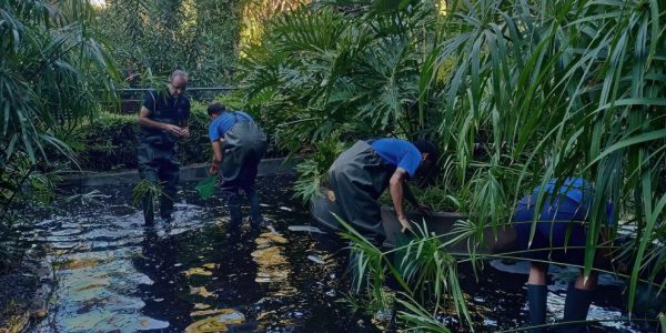 Recogida de ejemplares de cangrejos en el parque García Sanabria | Foto: Fundación Neotrópico