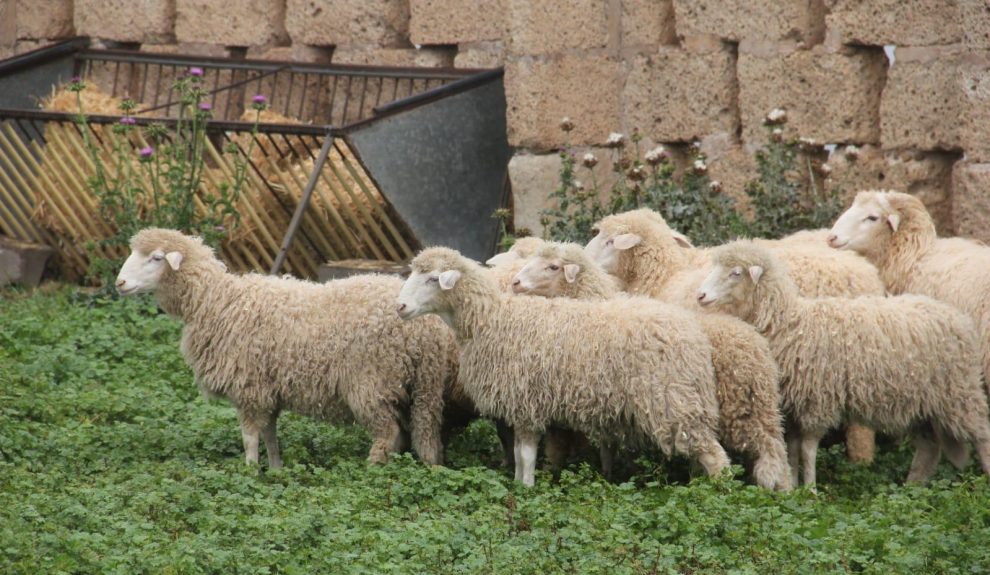 Ganado ovino | Foto: Gobierno de Canarias