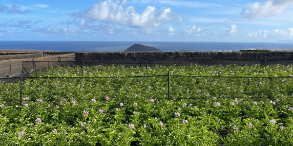 Ecofinca Vegacosta de Tinajo (Lanzarote) | Foto: Tibisay Morales