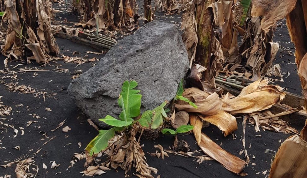 Platanera afectada por el volcán de La Palma | Foto: Asprocan