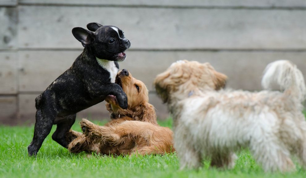 Cachorros jugando | Foto: Pixabay