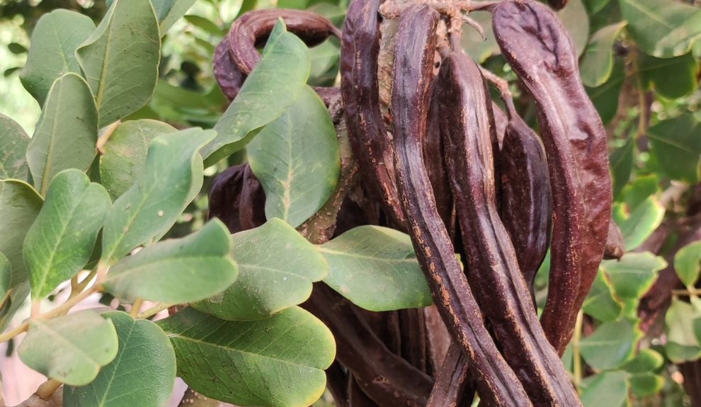 Algarroba | Vidaloe Fuerteventura