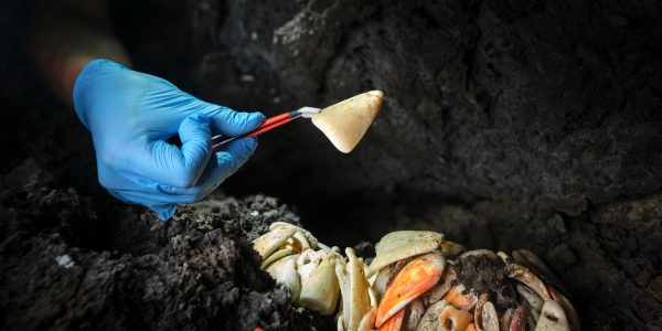 Imagen de una de las piezas encontradas en tubo de Mazo | Foto: Gobierno de Canarias