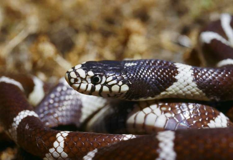 Culebra californiana | Foto: Pierre Fidenci, CC BY-SA 2.5 , via Wikimedia Commons