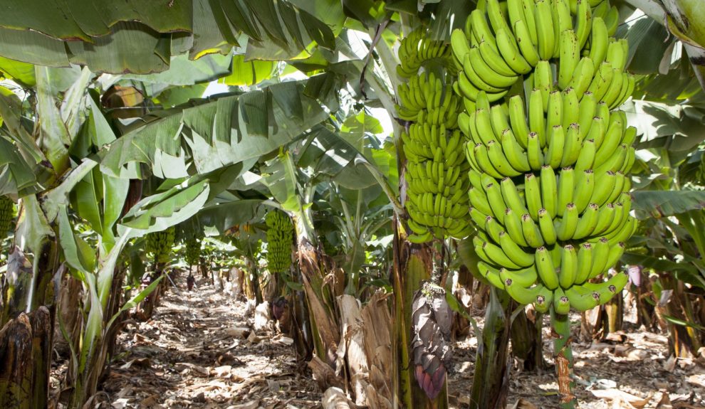 Plátano de Canarias | Asprocan