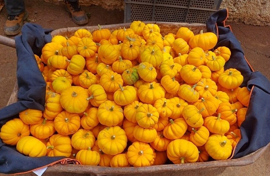 Productos de Tacoronte Ecológico | Foto: Asociación Tacoronte Ecológico