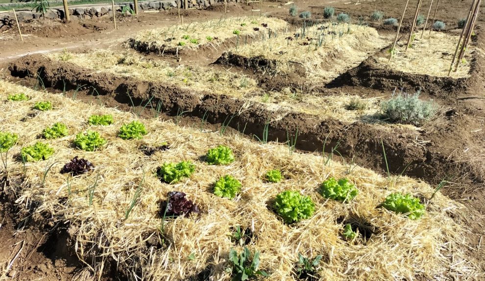 ‘Parque comestible’ de La Orotava | Ayuntamiento de La Orotava